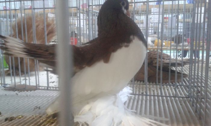 20151205_125509 - Expozitia Nationala Lugoj 2015