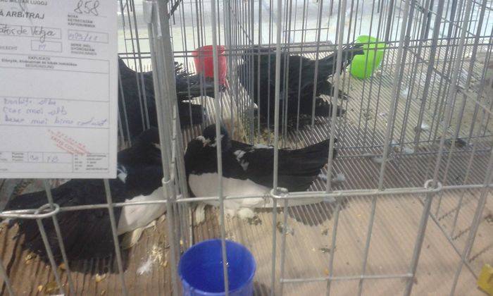 20151205_125727 - Expozitia Nationala Lugoj 2015