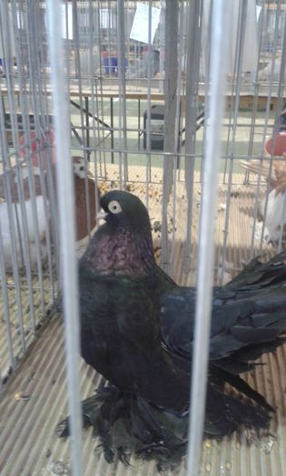 20151205_134106 - Expozitia Nationala Lugoj 2015