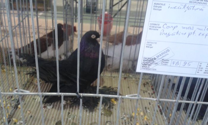 20151205_134139 - Expozitia Nationala Lugoj 2015