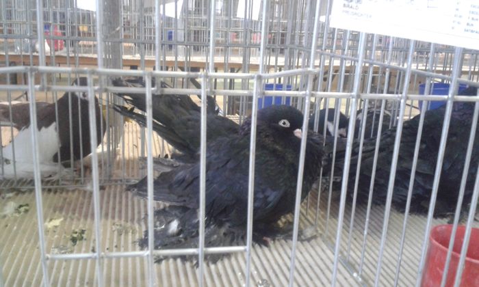 20151205_134207 - Expozitia Nationala Lugoj 2015