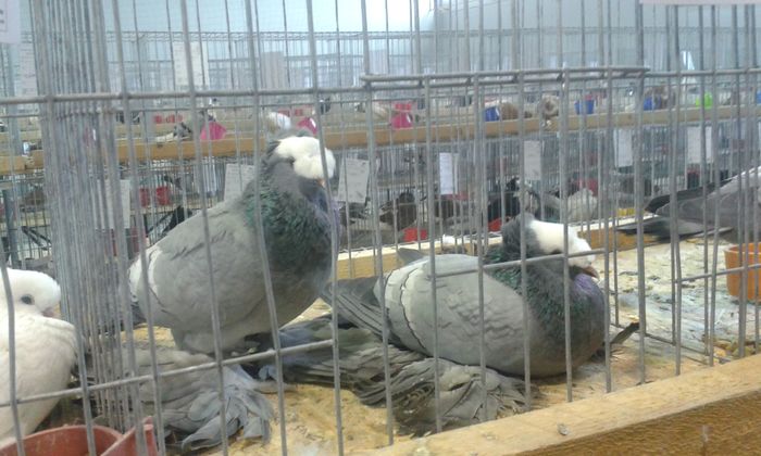 20151205_134854 - Expozitia Nationala Lugoj 2015