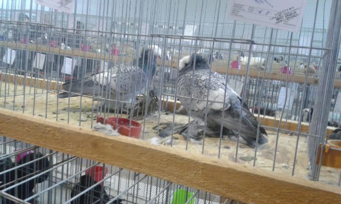 20151205_134917 - Expozitia Nationala Lugoj 2015