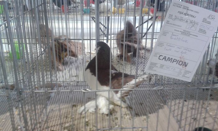 20151205_135113 - Expozitia Nationala Lugoj 2015