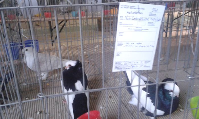 20151205_135138 - Expozitia Nationala Lugoj 2015