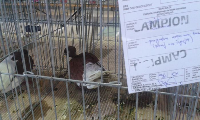 20151205_135541 - Expozitia Nationala Lugoj 2015