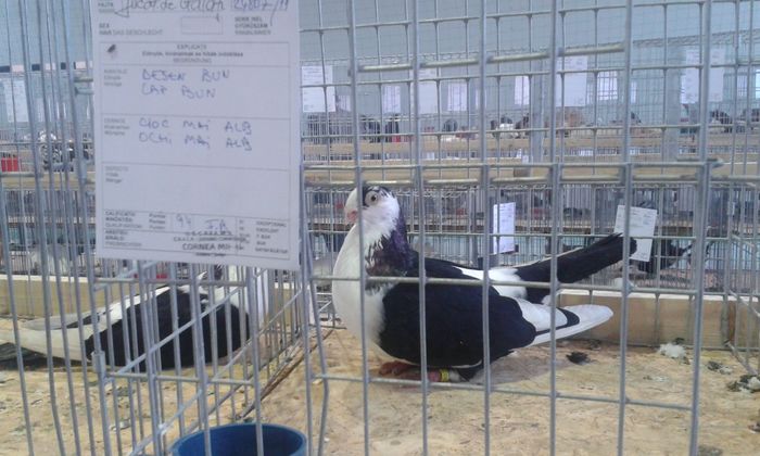 20151205_135550 - Expozitia Nationala Lugoj 2015