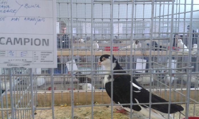 20151205_135600 - Expozitia Nationala Lugoj 2015