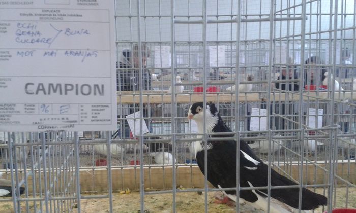 20151205_135604 - Expozitia Nationala Lugoj 2015