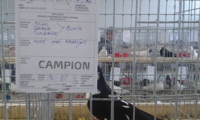 20151205_135612 - Expozitia Nationala Lugoj 2015