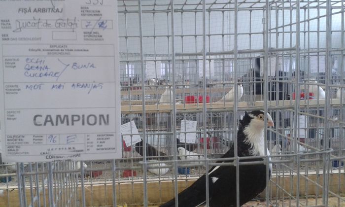 20151205_135620 - Expozitia Nationala Lugoj 2015
