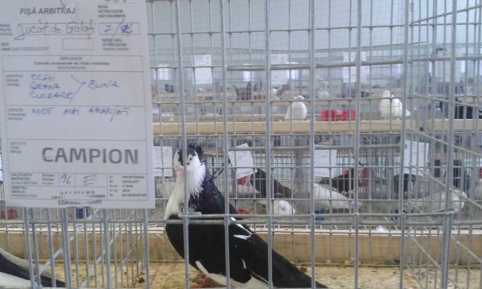 20151205_135633 - Expozitia Nationala Lugoj 2015