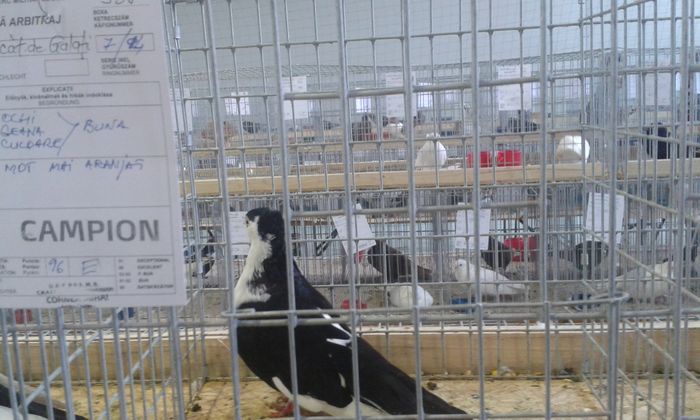 20151205_135638 - Expozitia Nationala Lugoj 2015