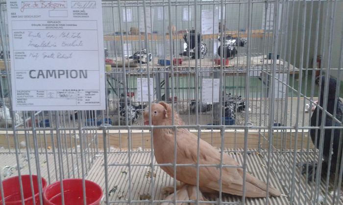 20151205_135711 - Expozitia Nationala Lugoj 2015