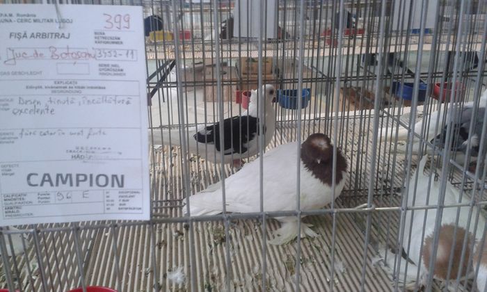 20151205_135843 - Expozitia Nationala Lugoj 2015