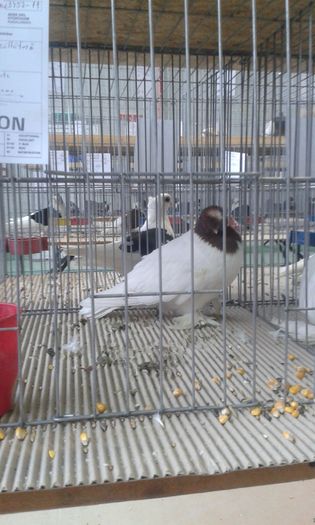 20151205_135856 - Expozitia Nationala Lugoj 2015