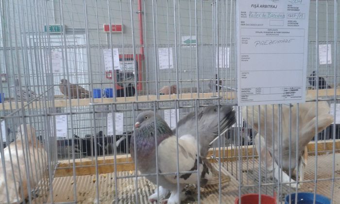 20151205_135924 - Expozitia Nationala Lugoj 2015