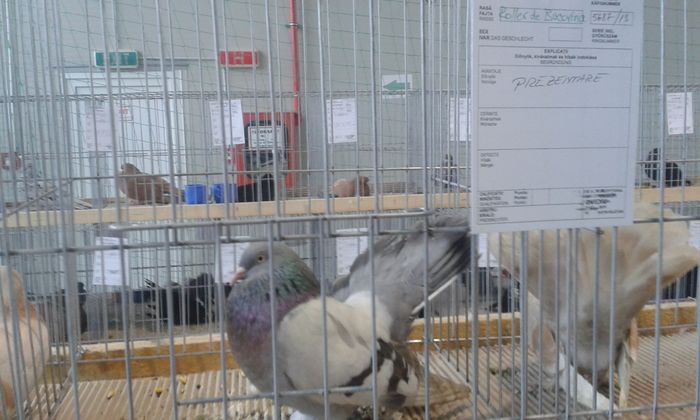 20151205_135927 - Expozitia Nationala Lugoj 2015