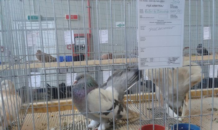 20151205_135931 - Expozitia Nationala Lugoj 2015