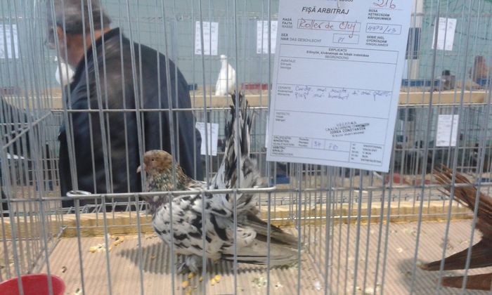 20151205_135954 - Expozitia Nationala Lugoj 2015