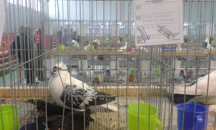 20151205_140447 - Expozitia Nationala Lugoj 2015