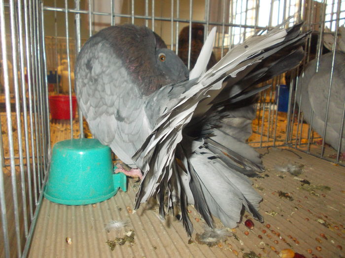DSCN0293