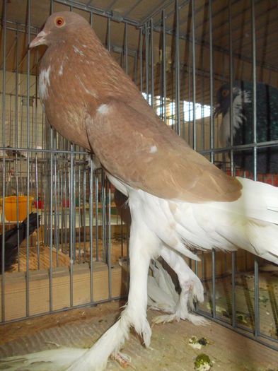 DSCN0346