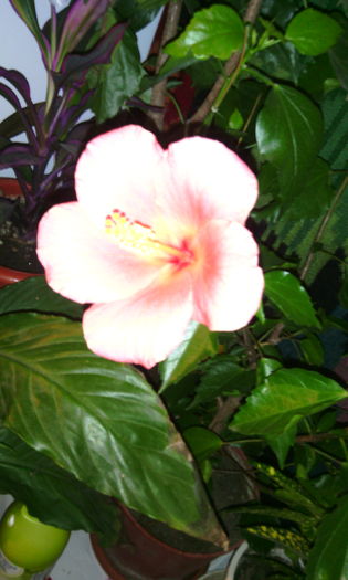 IMG_20151207_075251[1] - hibii mei