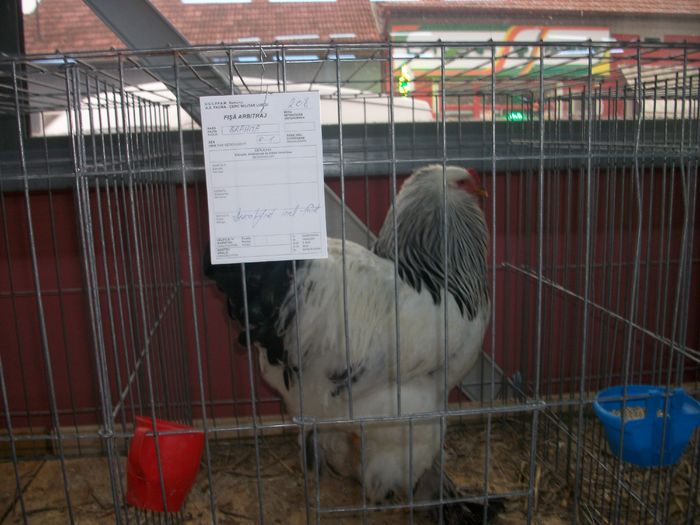 IMGP5987