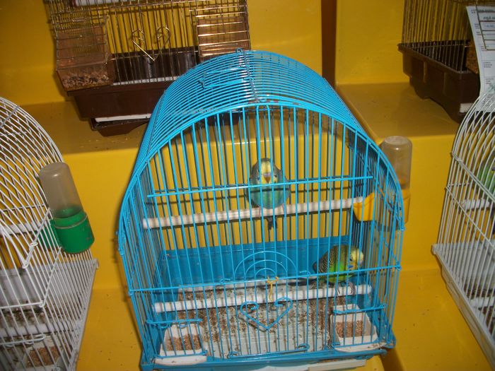 IMGP6003