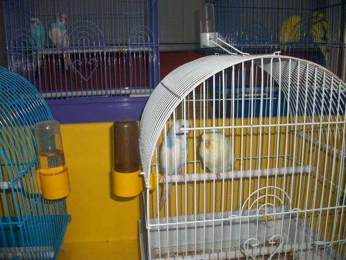 IMGP6006