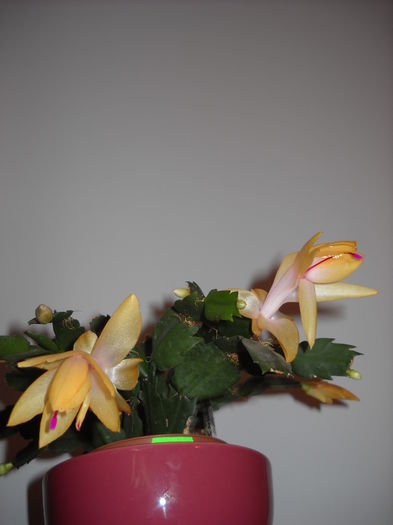 06.12.015 - Schlumbergera 2014-2020