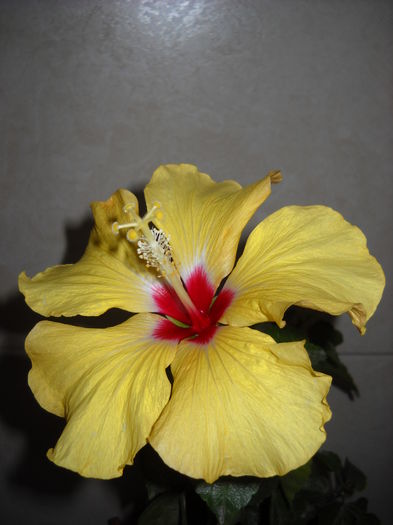 06.12.015 - HIBISCUS-2015