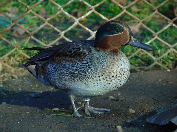 DSC02383 - Rata mica