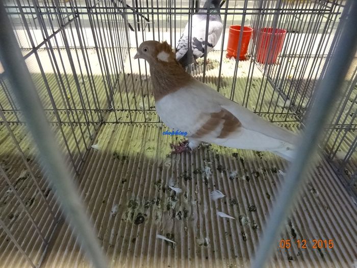 DSC08852 - u EXPOZITIA NATIONALA A ROMANIEI-LUGOJ 4-6 DEC 2015