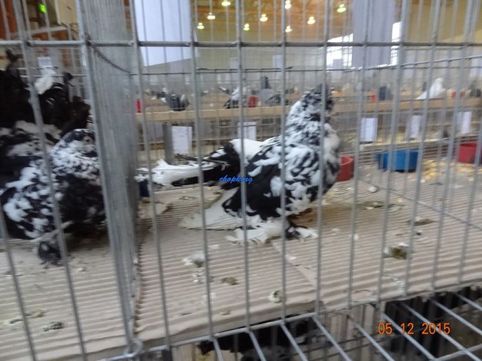 DSC08856 - u EXPOZITIA NATIONALA A ROMANIEI-LUGOJ 4-6 DEC 2015