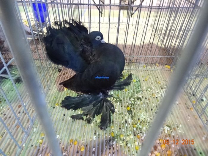 DSC08896 - u EXPOZITIA NATIONALA A ROMANIEI-LUGOJ 4-6 DEC 2015