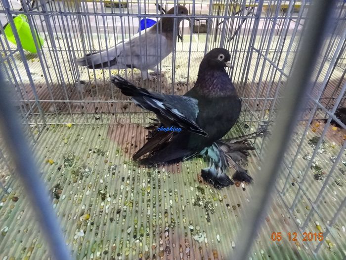 DSC08897 - u EXPOZITIA NATIONALA A ROMANIEI-LUGOJ 4-6 DEC 2015