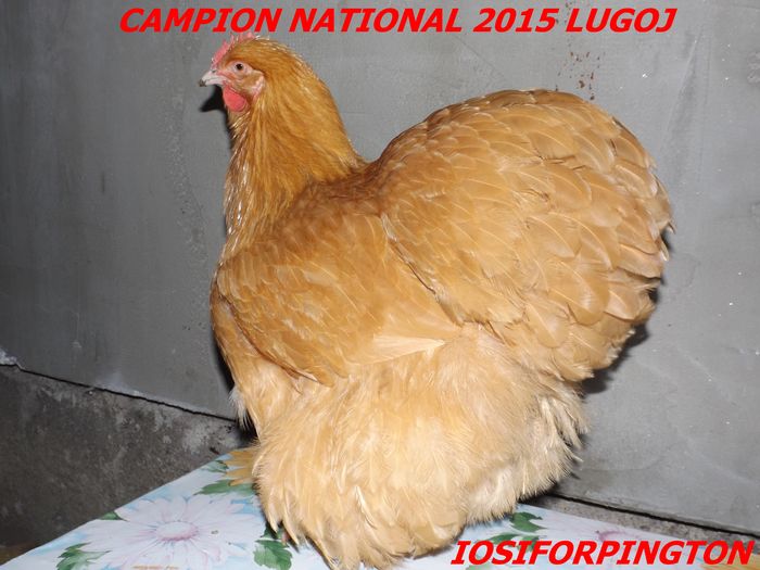 95 PUNCTE - CAMPIONI NATIONAL ORPINGTON  LUGOJ 2015