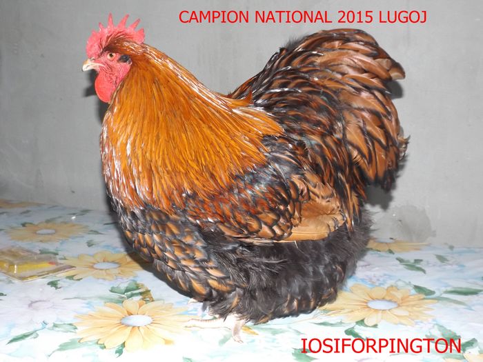 96 PUNCTE - CAMPIONI NATIONAL ORPINGTON  LUGOJ 2015