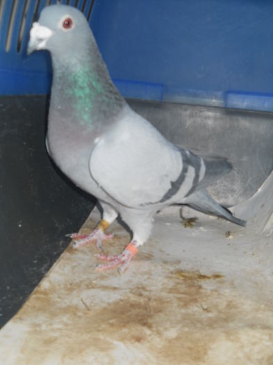 DSCN6501; F- PROVINE DE LA SEBASTIAN JIGAREA
