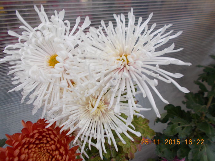 spider alb - CRIZANTEME 2015