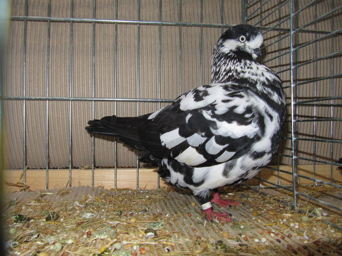 Leipzig 2015 141 - Expo Leipzig 2015