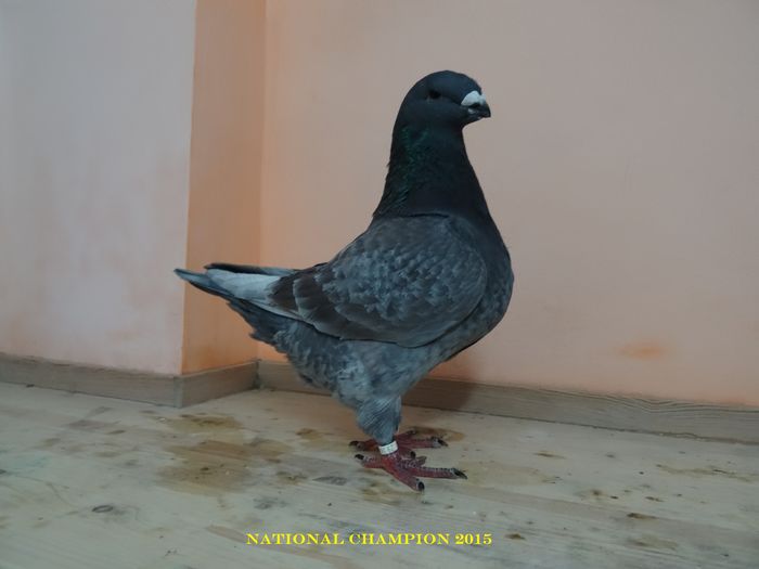 CAMPION 2015 (96 pct)