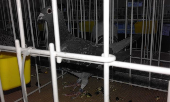 2060931-11-f fond palmares