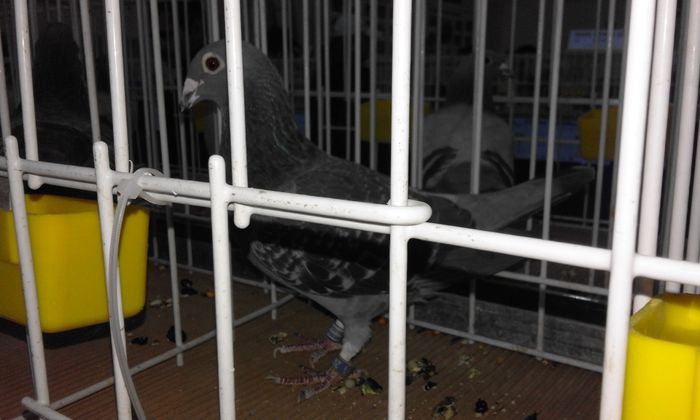 2060931-11-f fond palmares