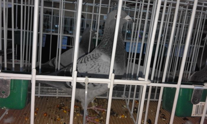 1339966-13-f demifond palmares