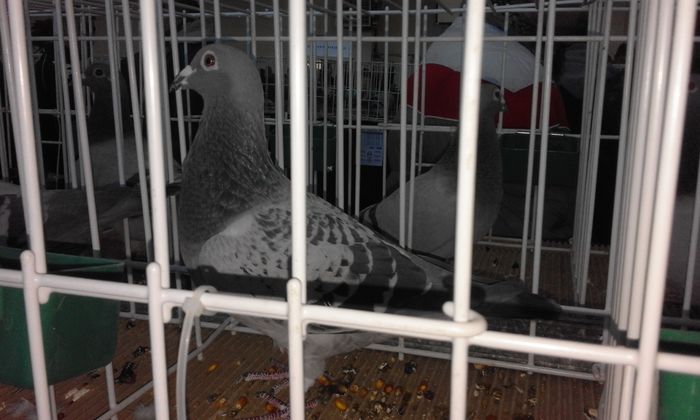 1339966-13-f demifond palmares