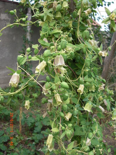 Ginseng peren flori