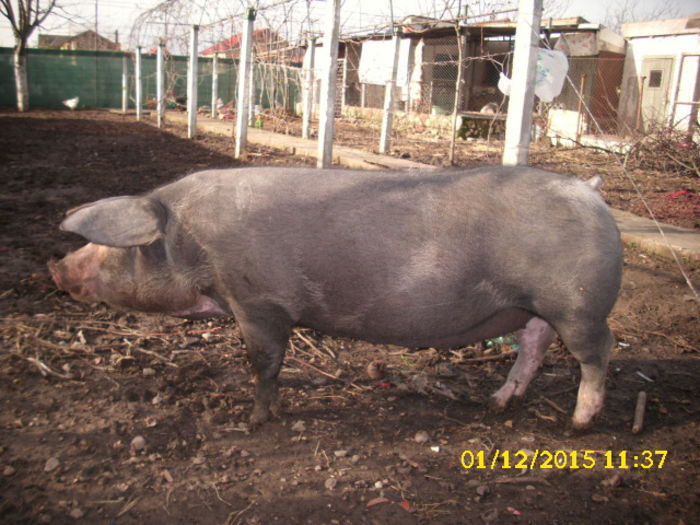 DSCI2358 - Porc de Craciun